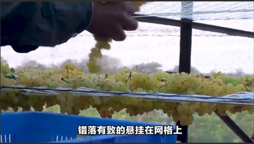 吃葡萄干前是否要清洗与制作全过程揭秘