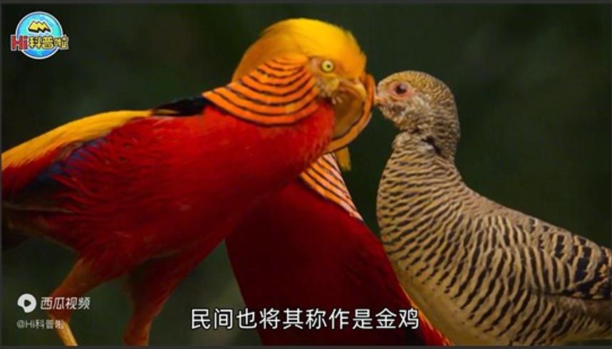 山西老人误养红腹锦鸡四年成保护佳话