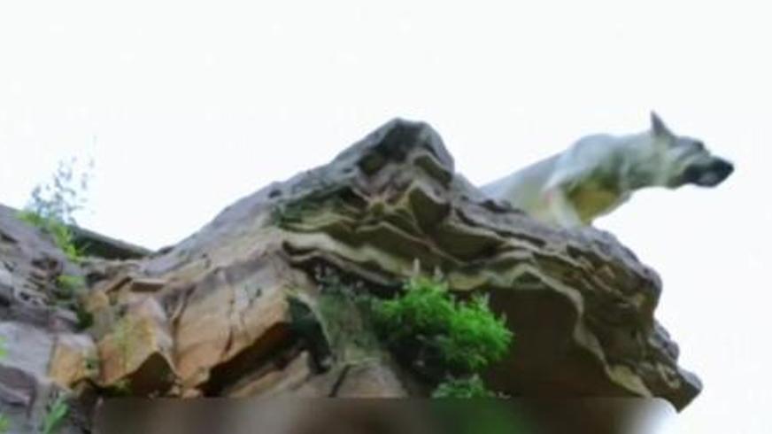 《六月的雪之战犬》：一场跨越物种的生命守护与救赎