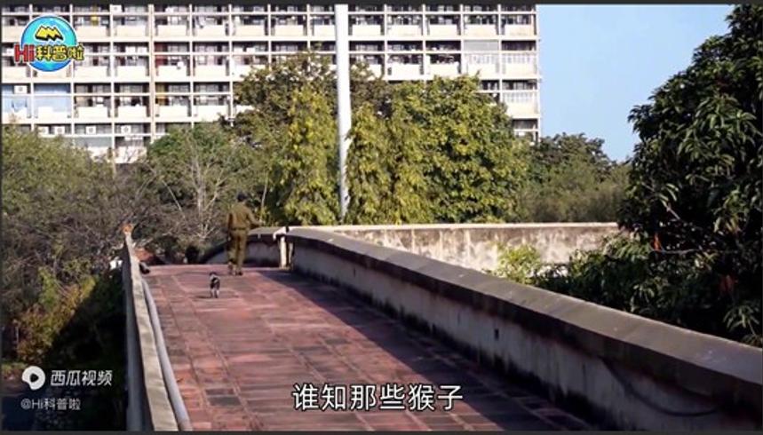 印度猴狗大战：小猴被杀引发猴群复仇团灭250条狗