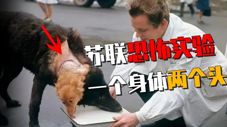 前苏联双头狗实验：科学疯狂与伦理拷问的真实记录