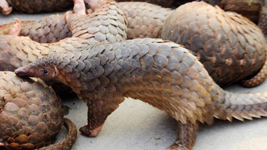 非洲尼日利亚盗猎穿山甲：濒危物种背后的血腥交易