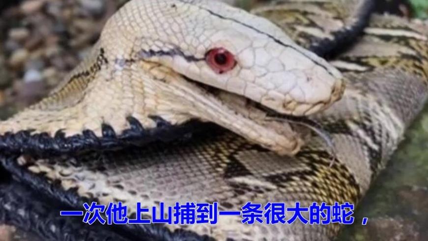 马来西亚蟒蛇加工厂实录：全村捕蛇求生与蛇皮贸易真相