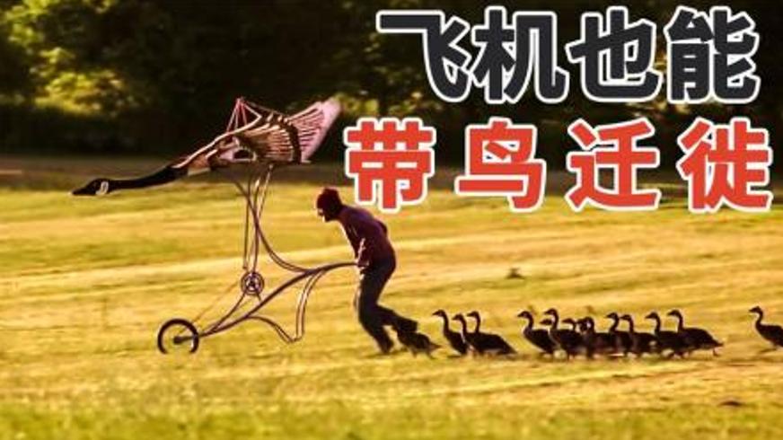 《伴你高飞》：跨越天际的生命约定与心灵治愈之旅