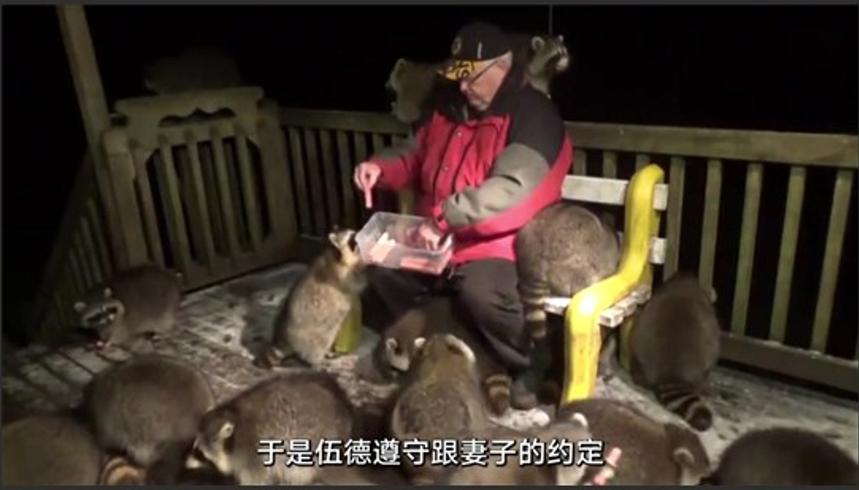 加拿大退休老人詹姆斯与浣熊的二十年约定