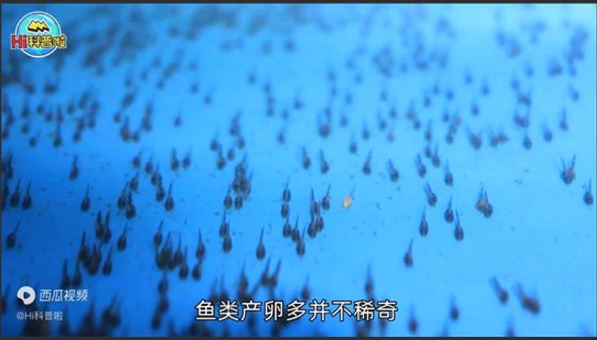 76斤鳄雀鳝被钓起流血不止放生之争引热议