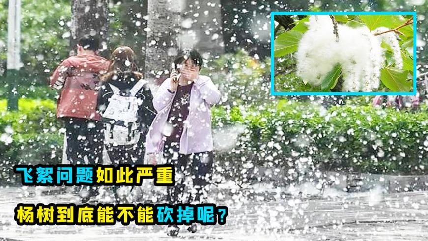 飞絮泛滥成灾难解决？网友提议砍杨树背后的故事