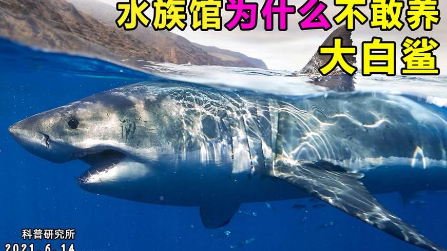 水族馆不敢养大白鲨的六大原因：真相你绝对想不到