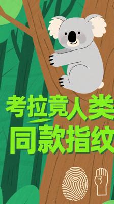 惊！树上的呆萌考拉竟藏着和人类同款指纹