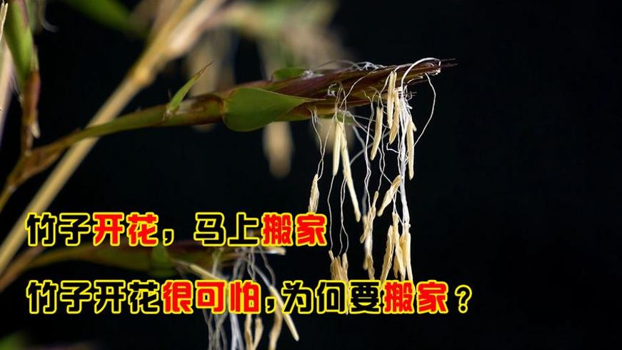 老话“竹子开花马上搬家”：为何开花的竹子让古人如此警惕？