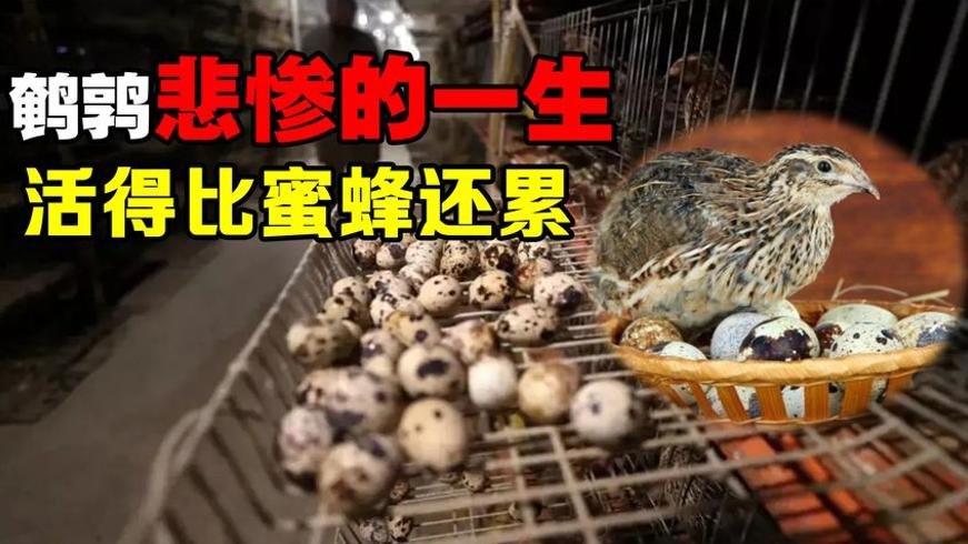 鹌鹑一生有多悲惨年产蛋三百多枚比蜜蜂还累