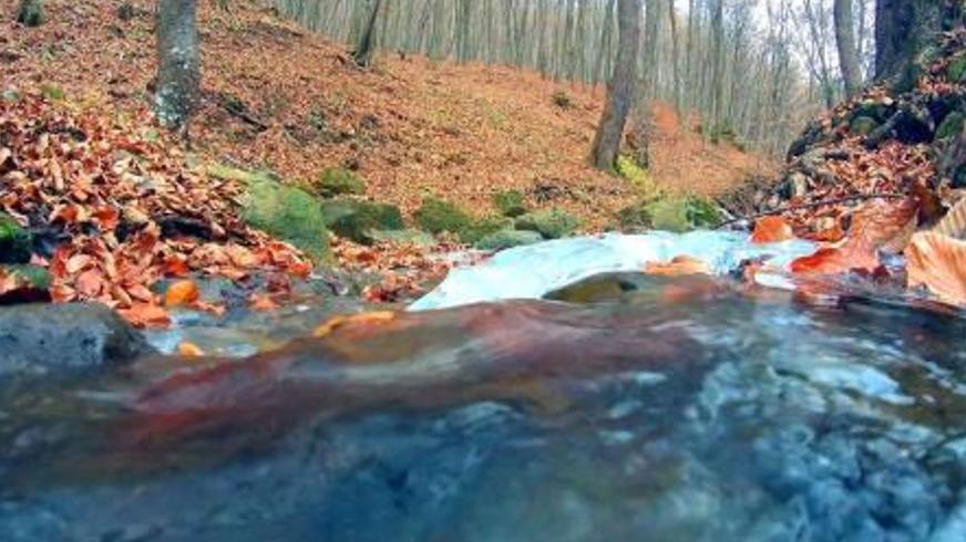 《流水落花》：寄养岁月中母爱与离别的生命诗篇