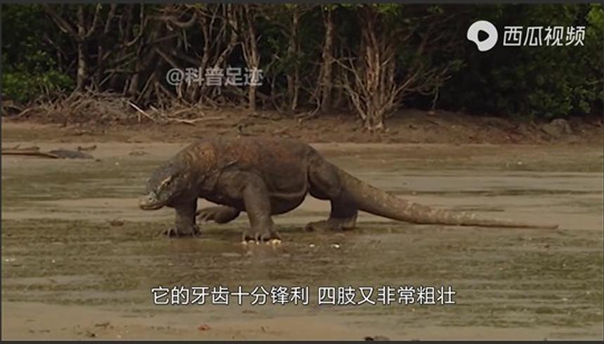 平头哥蜜獾对决科莫多巨蜥：跨洲强者谁主沉浮