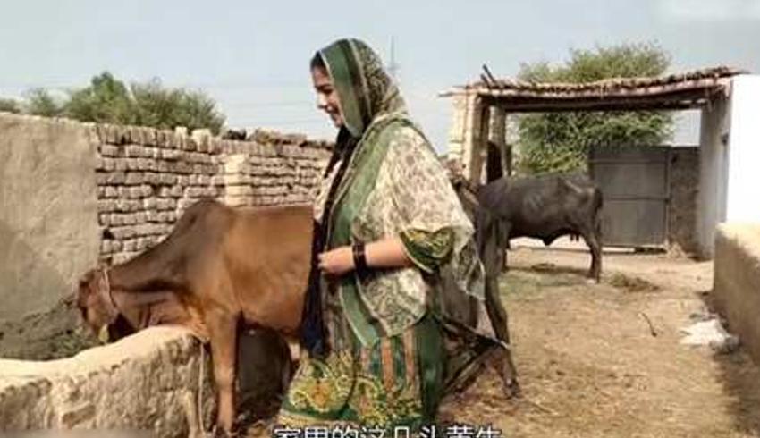 巴基斯坦农村女孩艾丽莎的生活与牛的紧密联系