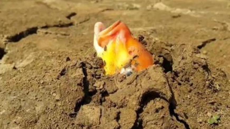 世界上寿命最短的四种动物：生命短暂却各具传奇