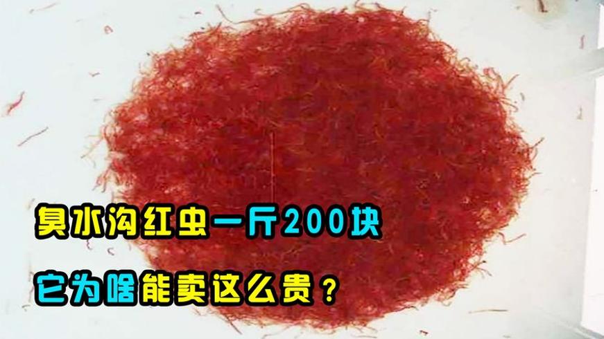 臭水沟红虫成200元一斤黑产业 背后生态危机揭秘
