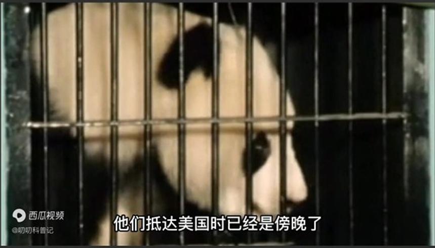 冰墩墩原型大熊猫在国外有多受欢迎？全球抢租太疯狂