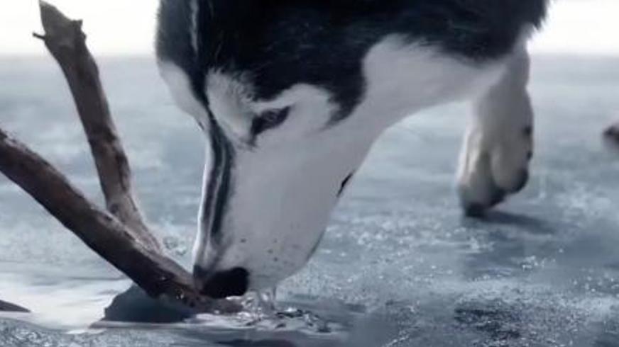 《野性的呼唤》：从家犬到狼王的野性觉醒之路