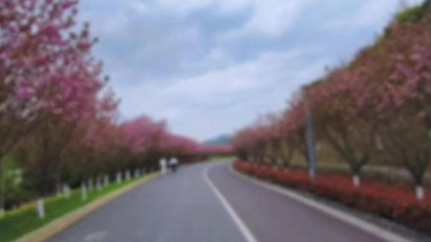 《樱花盛开》：用生命赴约的爱恋与跨越山海的思念