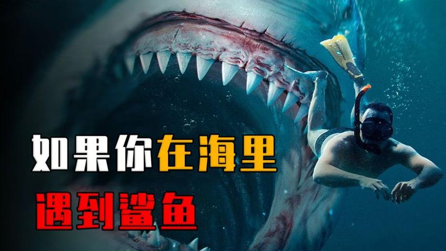 海里遇鲨鱼如何自救？掌握这几招或能虎口脱险