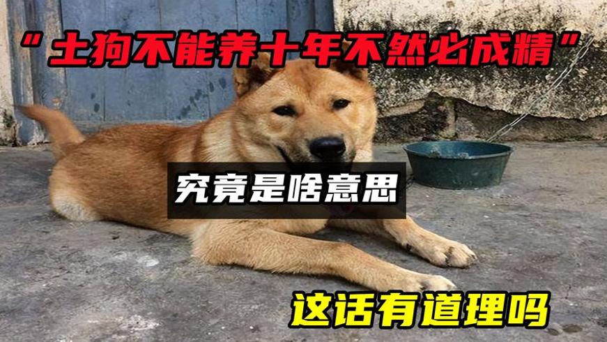 土狗不能养十年否则必成精这话有何深意