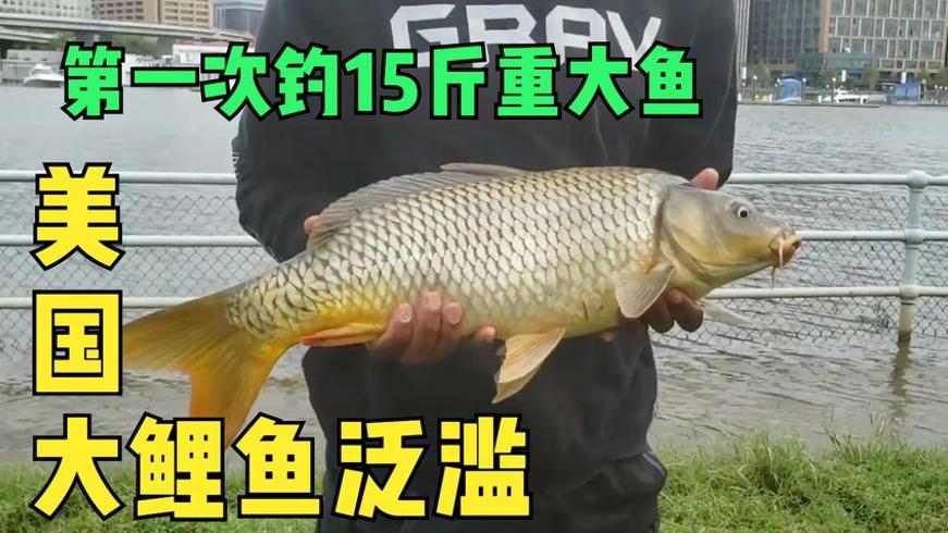 美国伊利诺伊河亚洲鲤鱼泛滥成灾纪实