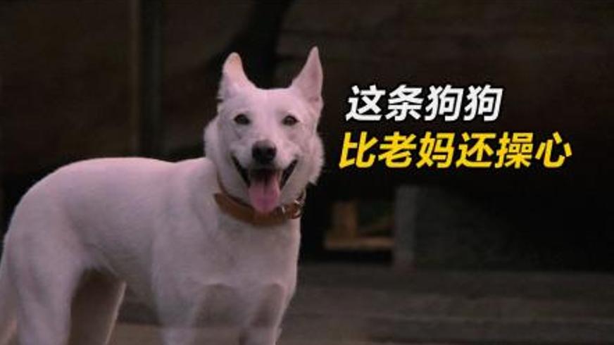 《我的流浪狗》：忠犬六月与爱相伴的温情之旅