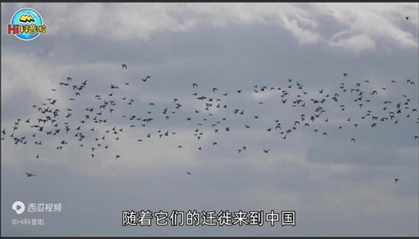 带毒花蚊子入侵中国的来龙去脉及危害