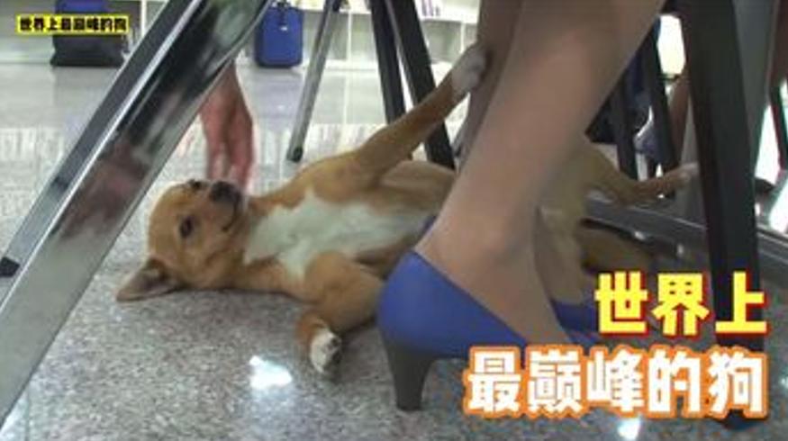 办公室明星犬小宝：被空姐宠上天的巅峰狗生