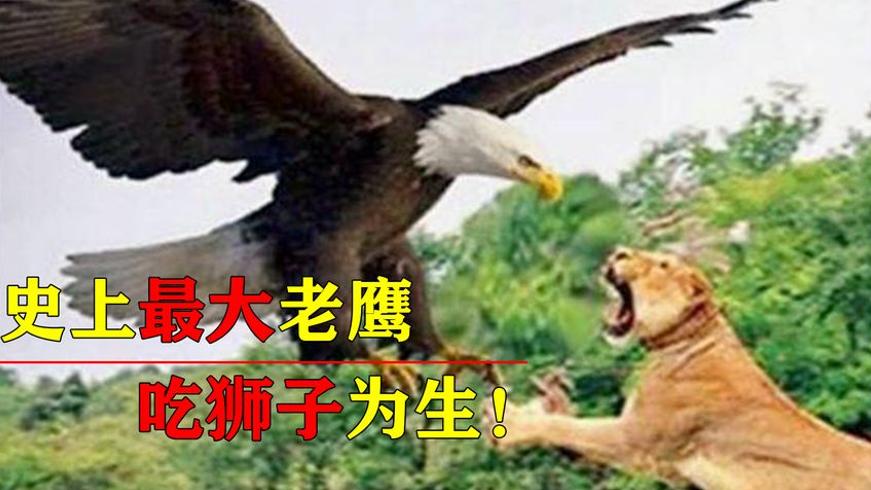 阿根廷巨鹰以狮子为食的真相与生存之谜