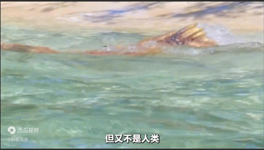 美人鱼是否真实存在历史记载与现代发现解析