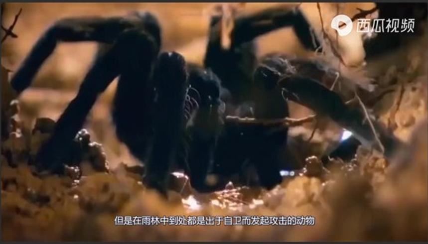 亚马逊雨林为何成人类禁区暗藏哪些危险