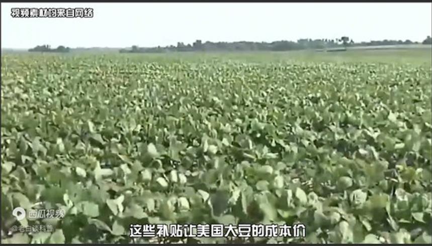 中美大豆战争始末美国如何出招中国怎样破局