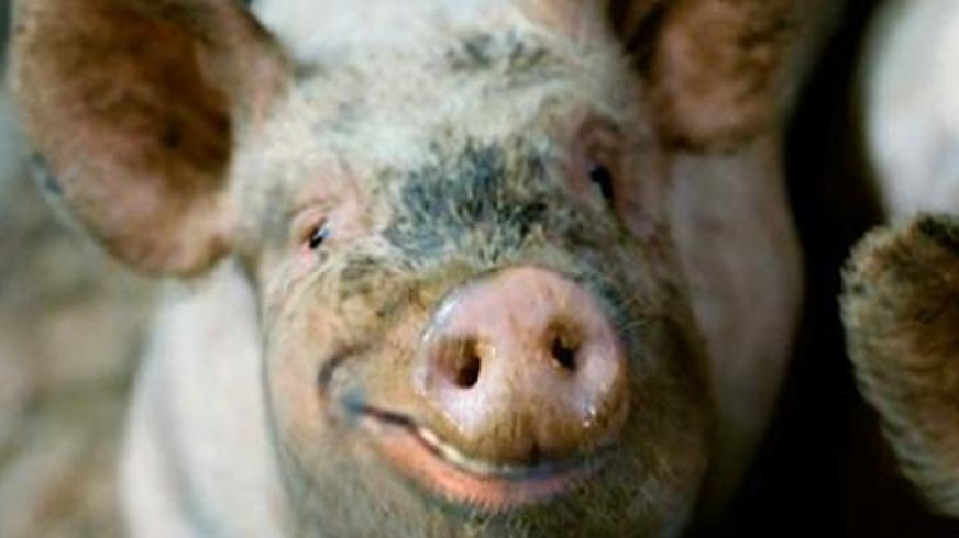 《殴打诱发者》：撕开文明伪装的人性黑暗寓言