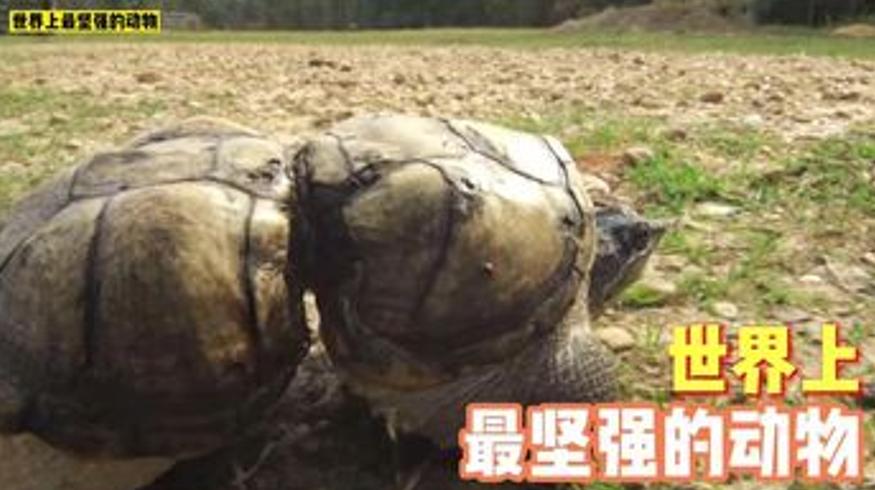 世界上最坚强的动物们展现的生命力量