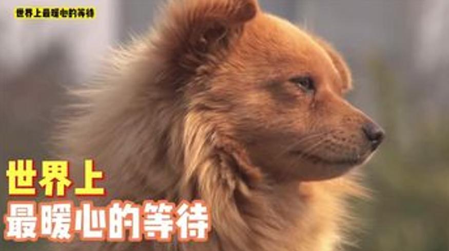 公交站的暖心等待狗狗与八旬奶奶的约定