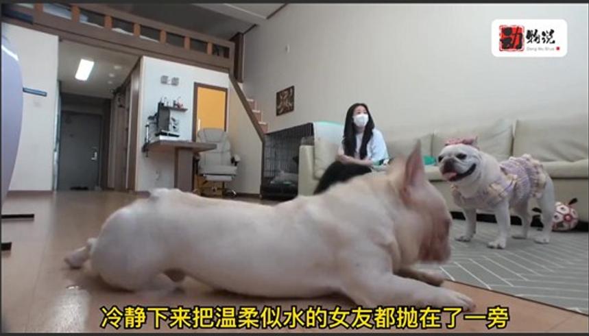 斗牛犬杰克的音乐奇缘只对邓丽君歌曲秒入睡的秘密