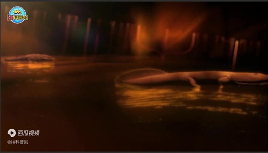 从鱼到人的进化之路化石与身体告诉你答案