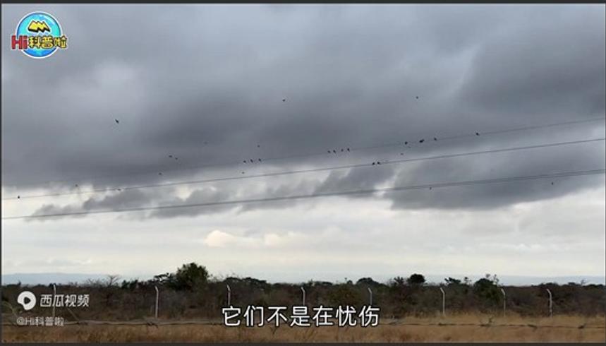 下雨天鸟儿为何宁愿站电线上淋雨也不回窝