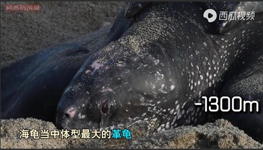 海洋深处探秘从浅海到马里亚纳海沟的发现