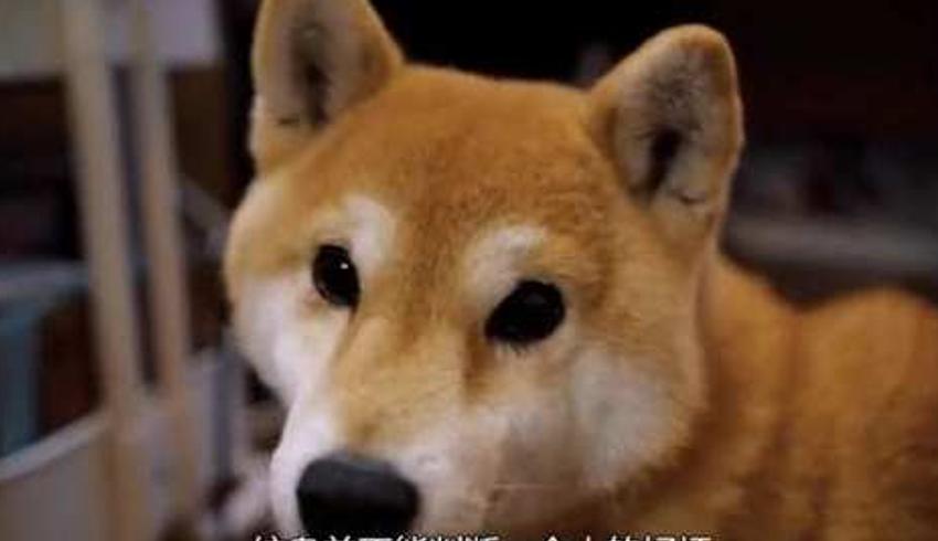 日本女纹身师的日常在家工作还被小动物围绕