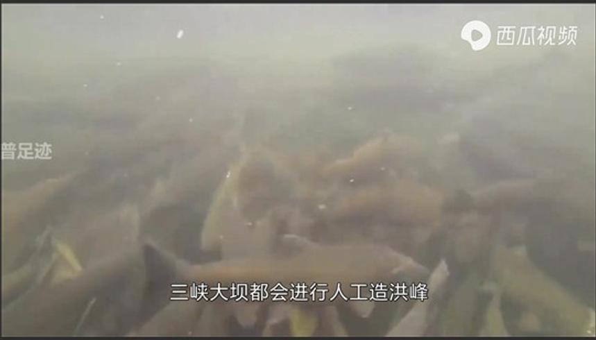 我国修建三峡水电站原因及鱼类过坝难题解析