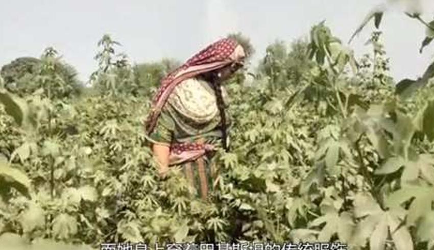 探秘巴基斯坦农村：女孩艾丽莎与牛的一天