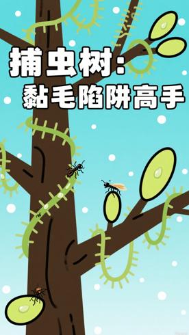 捕虫树：用黏毛设陷阱的食虫植物高手