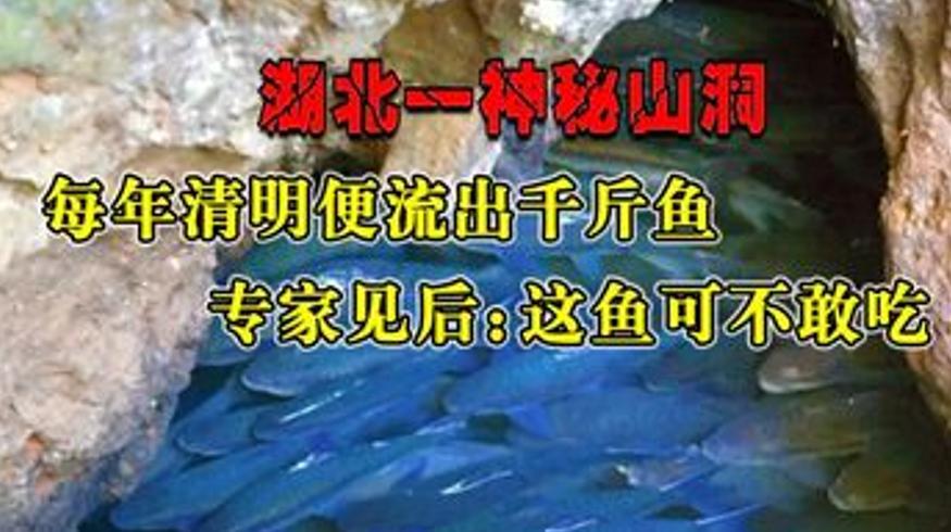 湖北神秘流鱼洞每年清明出鱼专家称此鱼不可食用