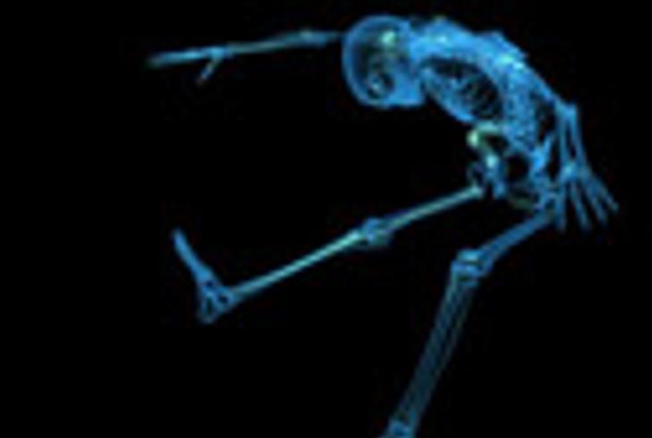 拥有完美毛发的阿富汗猎犬AJ的惊悚秘密