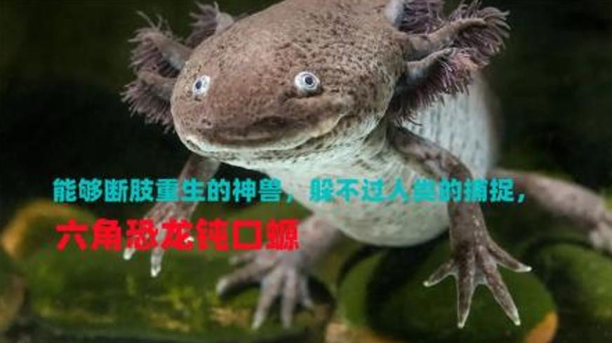 剧情电影《动物学》中自我认同的挣扎与救赎