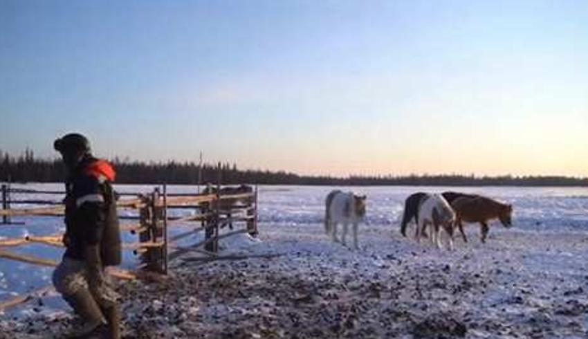 雅库特农民在极寒中的养牛养马日常生活