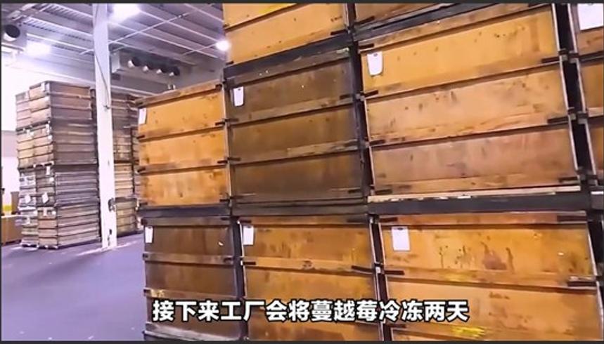 蔓越莓干的制作过程展现食品加工智慧