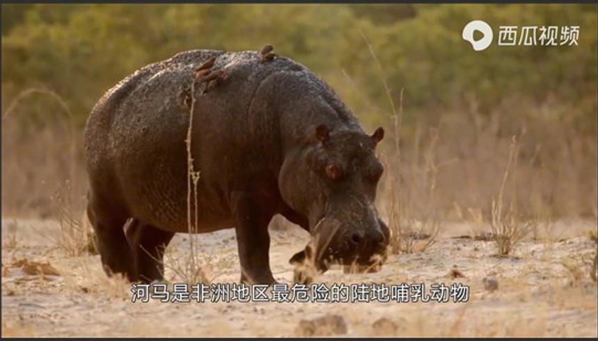 7种能杀死狮子的动物万兽之王也有对手